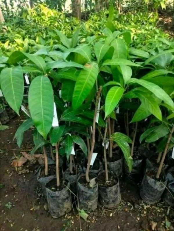 jual pohon buah Bibit Mangga Irwin Terlaris Hasil Okulasi Aceh Tengah