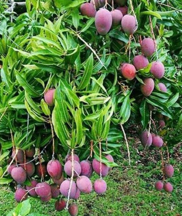 jual pohon buah Bibit Mangga Irwin Ungu Australia Super Genjah Murah Asli Indragiri Hilir