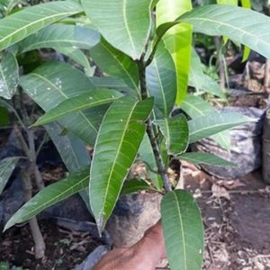 jual pohon buah Bibit Mangga Kiojay Okulasi Super Murah Meriah Bangka Selatan
