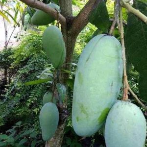 jual pohon buah Bibit Mangga Kiojay Paket Dan Mahatir Super Berkualitas Padang Pariaman