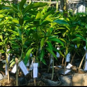 jual pohon buah Bibit Mangga Miyazaki Dijual Import Diskon Bolaang Mongondow Selatan