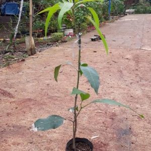 jual pohon buah Bibit Mangga Red Ivory Gowa
