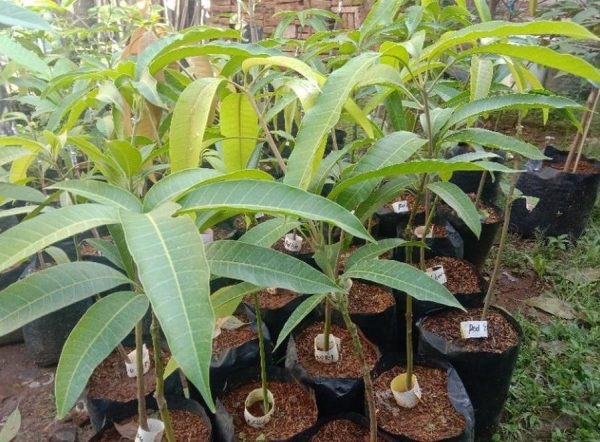 jual pohon buah Bibit Mangga Red Ivory Original Bergaransi Jika Tidak Valid Agam