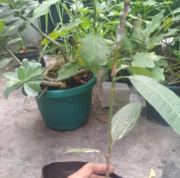 jual pohon buah Bibit Mangga Red Ivory Rejang Lebong