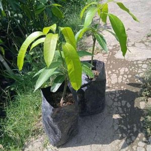 jual pohon buah Bibit Mangga Red Ivory Tanaman Buah Bisa Untuk Tabulampot Taman Seram Bagian Barat
