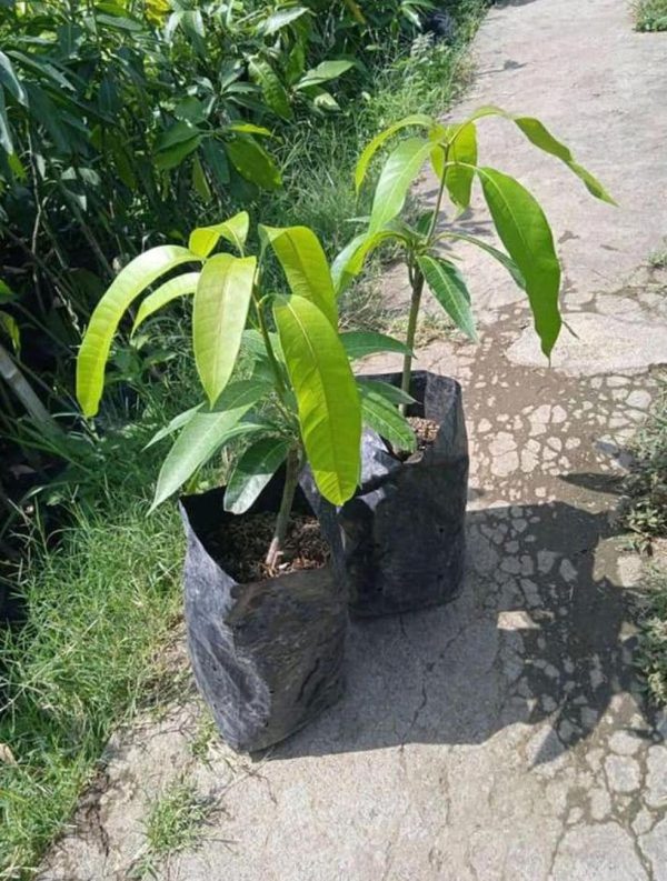 jual pohon buah Bibit Mangga Red Ivory Tanaman Buah Bisa Untuk Tabulampot Taman Seram Bagian Barat