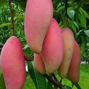 jual pohon buah Bibit Mangga Red Ivory Tanaman Super Unggul Cirebon