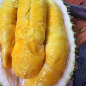 jual pohon buah Bibit Musang King Kode-Czp Buah Durian Musangking Unggul Boyolali