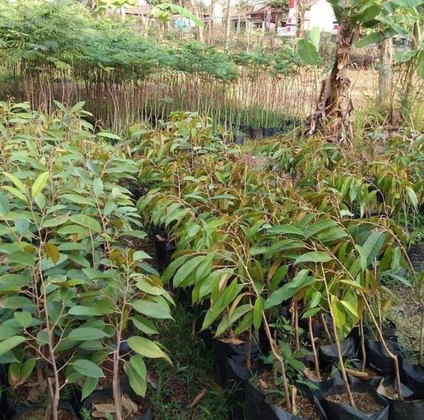 jual pohon buah Bibit Musang King Kode-Czp Buah Durian Musangking Unggul Labuhan Batu