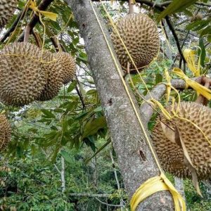 jual pohon buah Bibit Musang King Sale Buah Durian Musangking Unggul Langkat