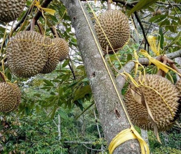 jual pohon buah Bibit Musang King Sale Buah Durian Musangking Unggul Langkat