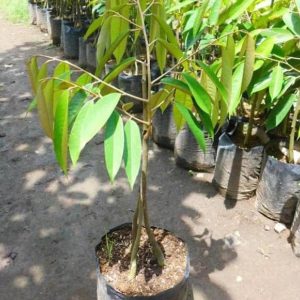 jual pohon buah Bibit Musang King Tanaman Buah Durian Kaki Tiga Penajam Paser Utara
