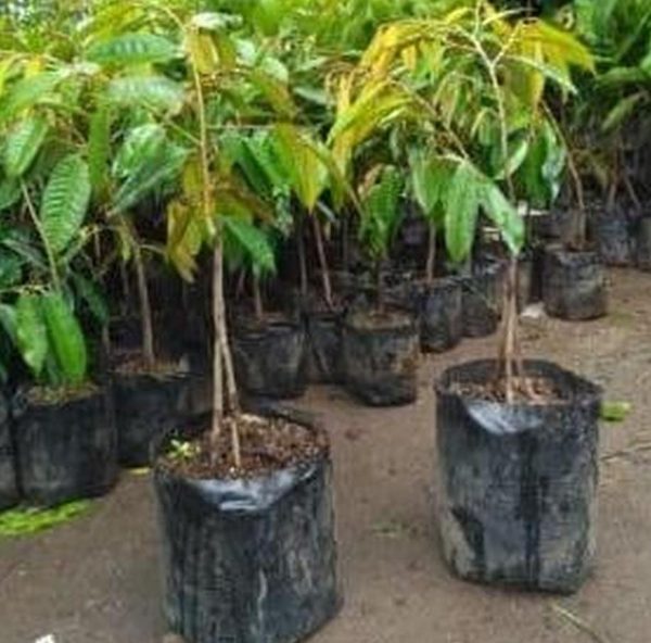 jual pohon buah Bibit Musang King Tanaman Buah Durian Kaki Tiga Unggul, Murah, Garansi Manggarai Timur