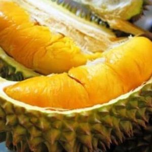 jual pohon buah Bibit Musang King Tanaman Buah Durian Unggul, Murah, Bergaransi Pemalang
