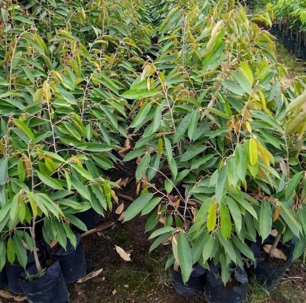 jual pohon buah Bibit Musang King Terbaik Buah Durian Musangking Unggul Termurah Dan Terbaru Terlaris Rokan Hilir
