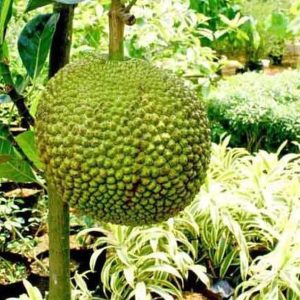 jual pohon buah Bibit Nangka Mini Produk Baru Tanaman Buah Dwarf Jackfruit Padang Lawas
