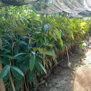 jual pohon buah Bibit Pohon Durian Buah Montong Super Okulasi Jakarta Timur