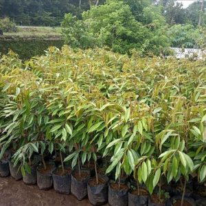 jual pohon buah Bibit Pohon Durian Buah Musangking Hasil Okulasi Cepat Ber Yalimo