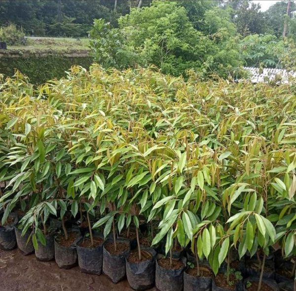 jual pohon buah Bibit Pohon Durian Buah Musangking Hasil Okulasi Cepat Ber Yalimo