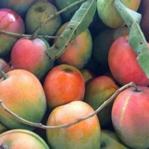jual pohon buah Bibit Pohon Mangga Terlaris Gedong Gincu Super Okulasi Berkualitas Hari Ini Payakumbuh