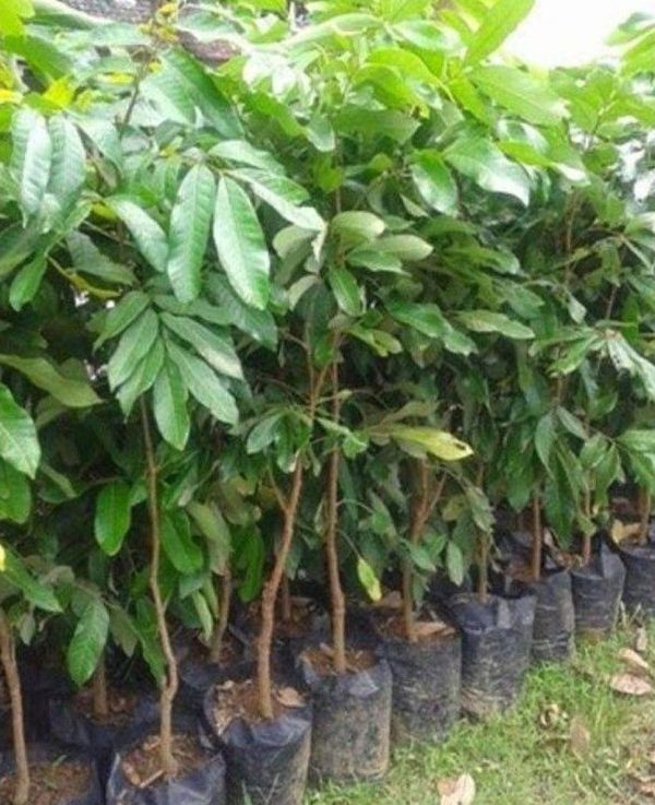 jual pohon buah Bibit Rambutan Rapiah Terbaru Binjai Mau Pilih Yang Mana Aceh Barat