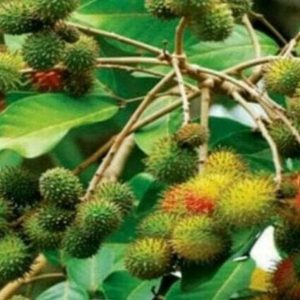 jual pohon buah Bibit Rambutan Rapiah Unik Pohon Tanaman Buah Ropiah Berkualitas Jeneponto