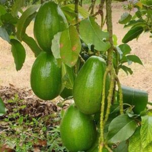jual tanaman alpukat aligator buah jumbo 40 kualitas sedang Bangka Selatan