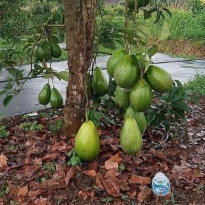 jual tanaman alpukat aligator Jayawijaya
