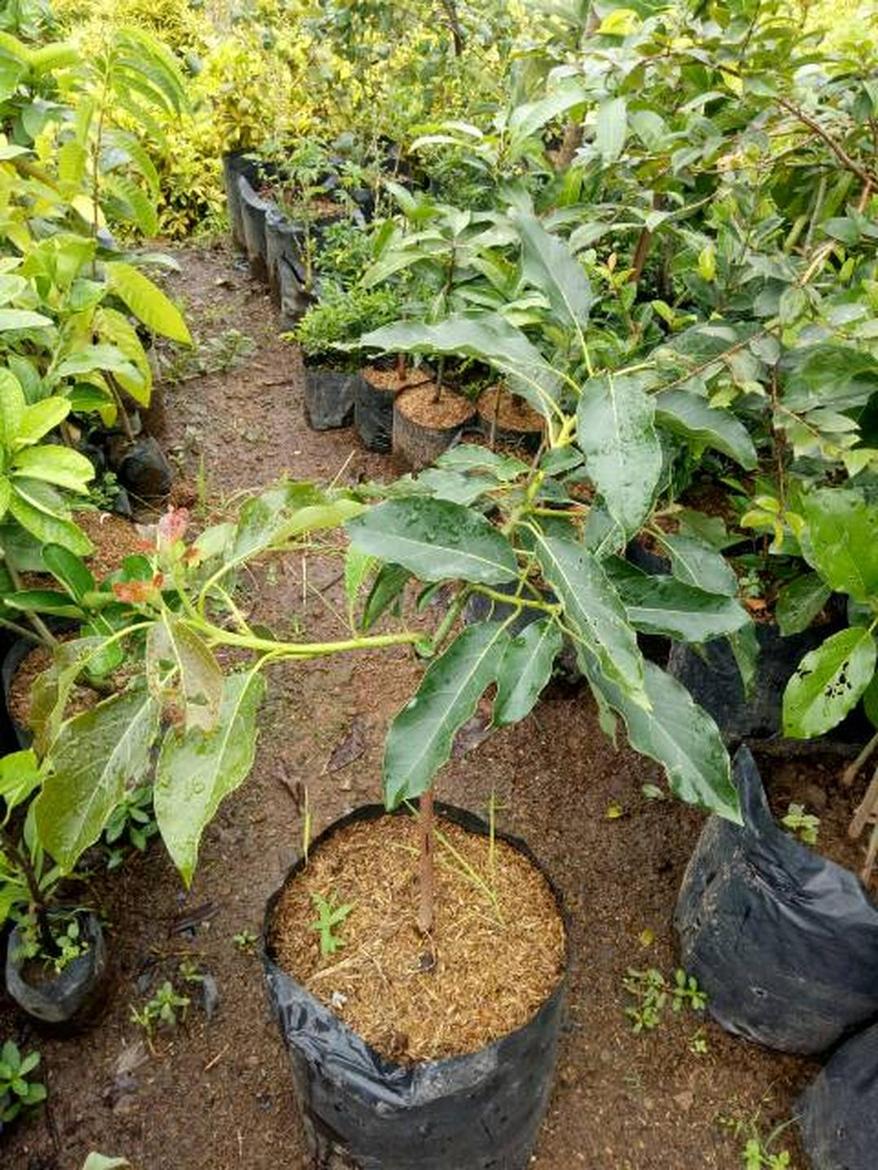 Gambar Produk jual tanaman alpukat hass Buton Selatan