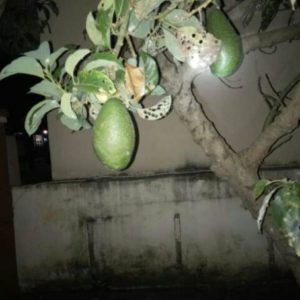 jual tanaman alpukat jabon berbuah dan buah lagi veritas unggul Bogor