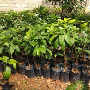 jual tanaman alpukat miki 50cm Puncak Jaya