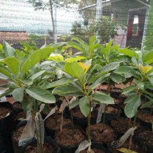 jual tanaman alpukat miki 50cm Singkawang