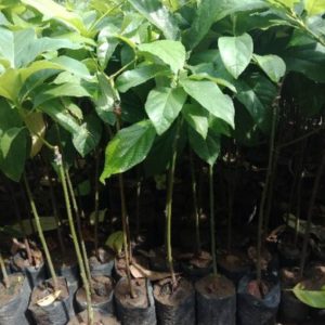 jual tanaman alpukat miki super cepat berbuah genjah Banggai Kepulauan