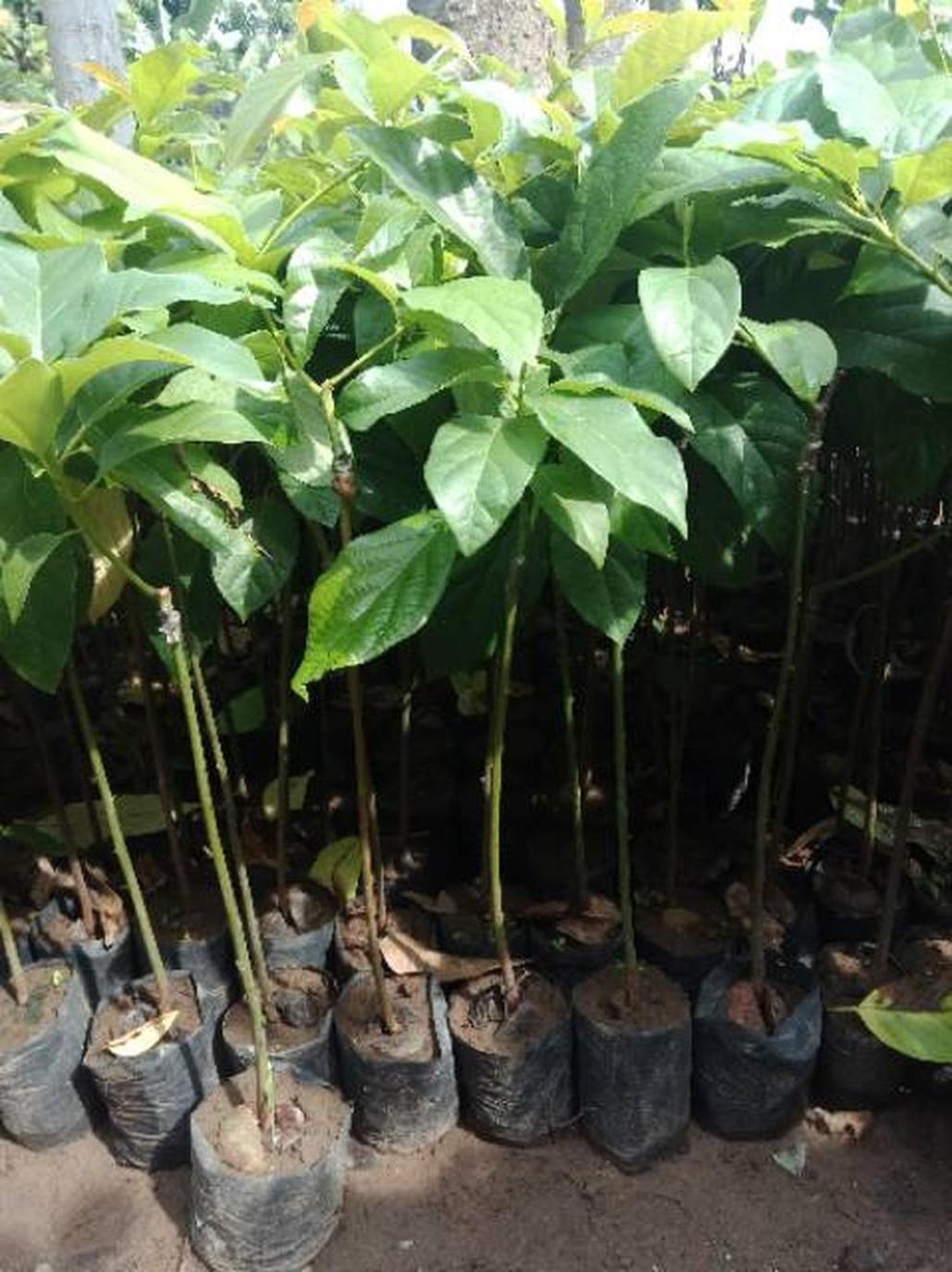 Gambar Produk jual tanaman alpukat miki super cepat berbuah genjah Banggai Kepulauan