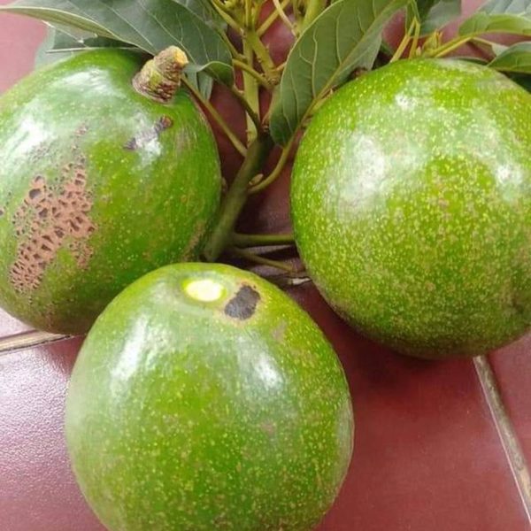 jual tanaman alpukat miki super cepat berbuah genjah Kepulauan Seribu