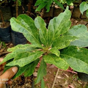 jual tanaman alpukat variegata lorenx Bolaang Mongondow Timur