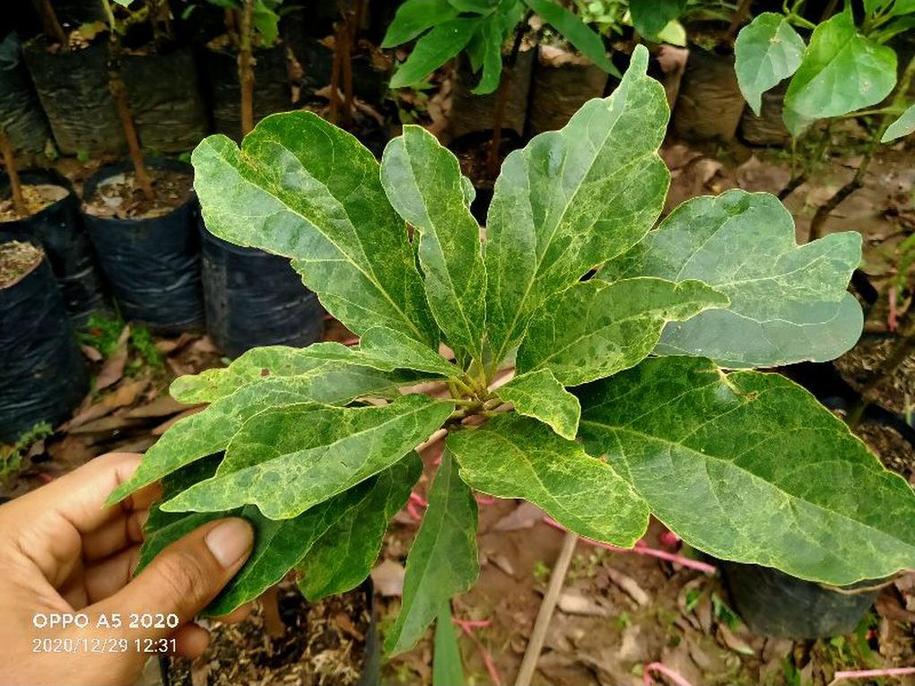 Gambar Produk jual tanaman alpukat variegata lorenx Bolaang Mongondow Timur