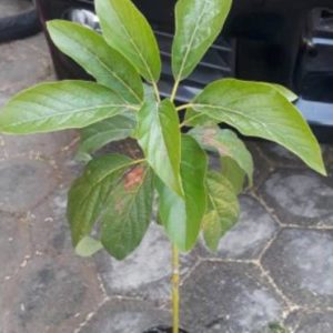 jual tanaman alpukat yamagata Nduga