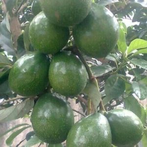 jual tanaman buah alpukat miki apokat super Banyuwangi
