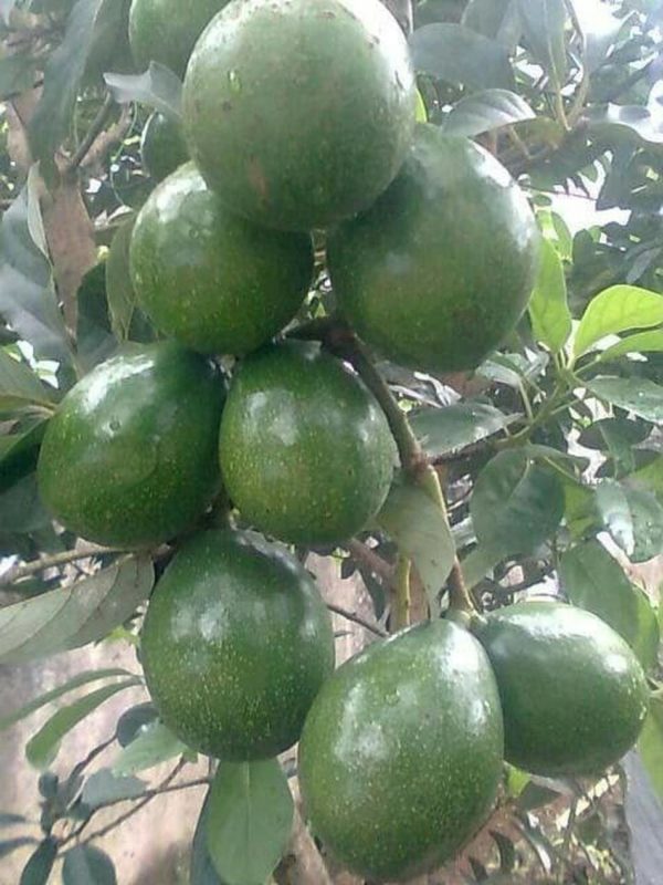 jual tanaman buah alpukat miki apokat super Banyuwangi