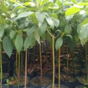 jual tanaman buah alpukat miki cipedak super quality Buton Tengah