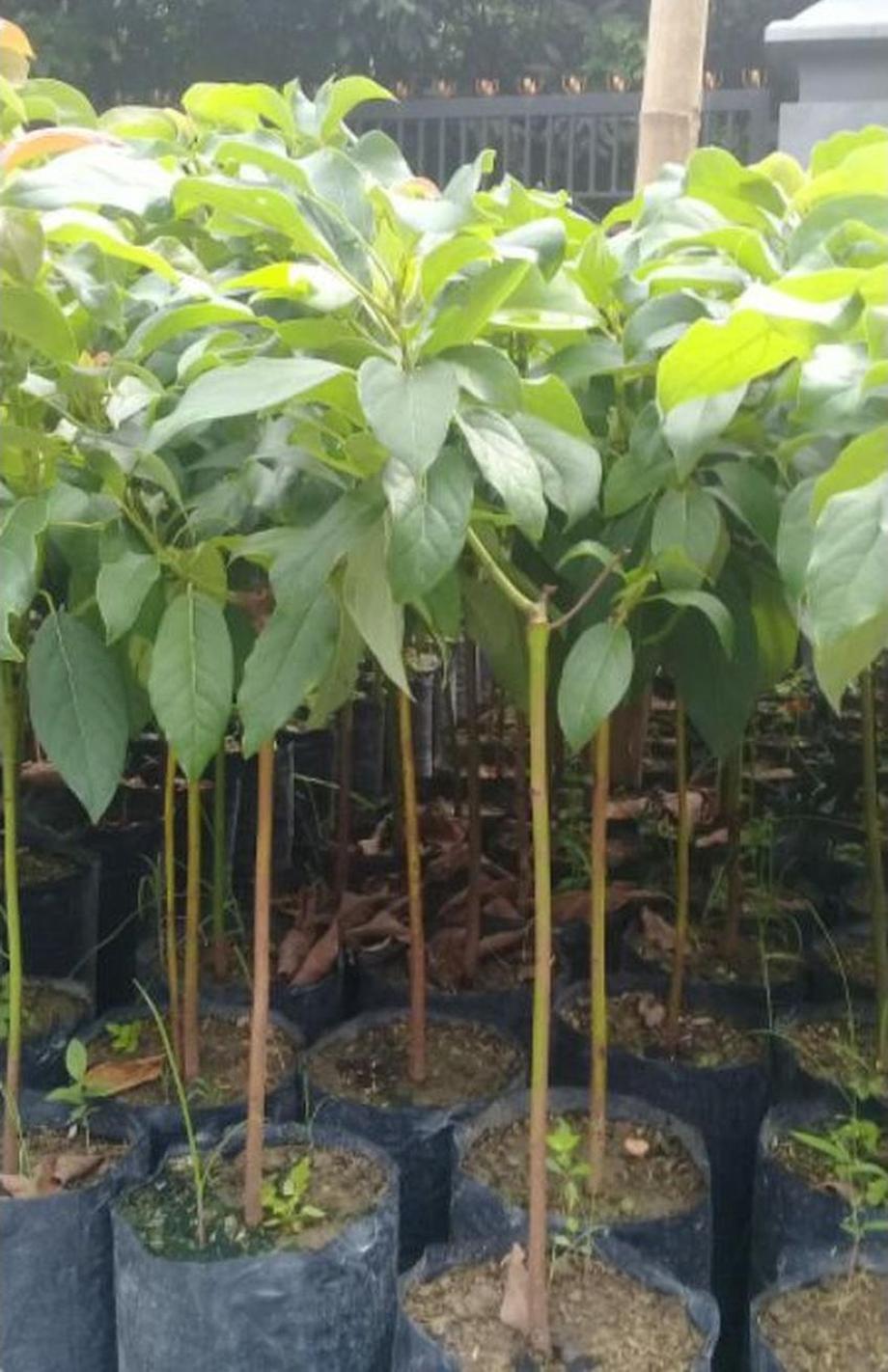 Gambar Produk jual tanaman buah alpukat miki cipedak super quality Buton Tengah