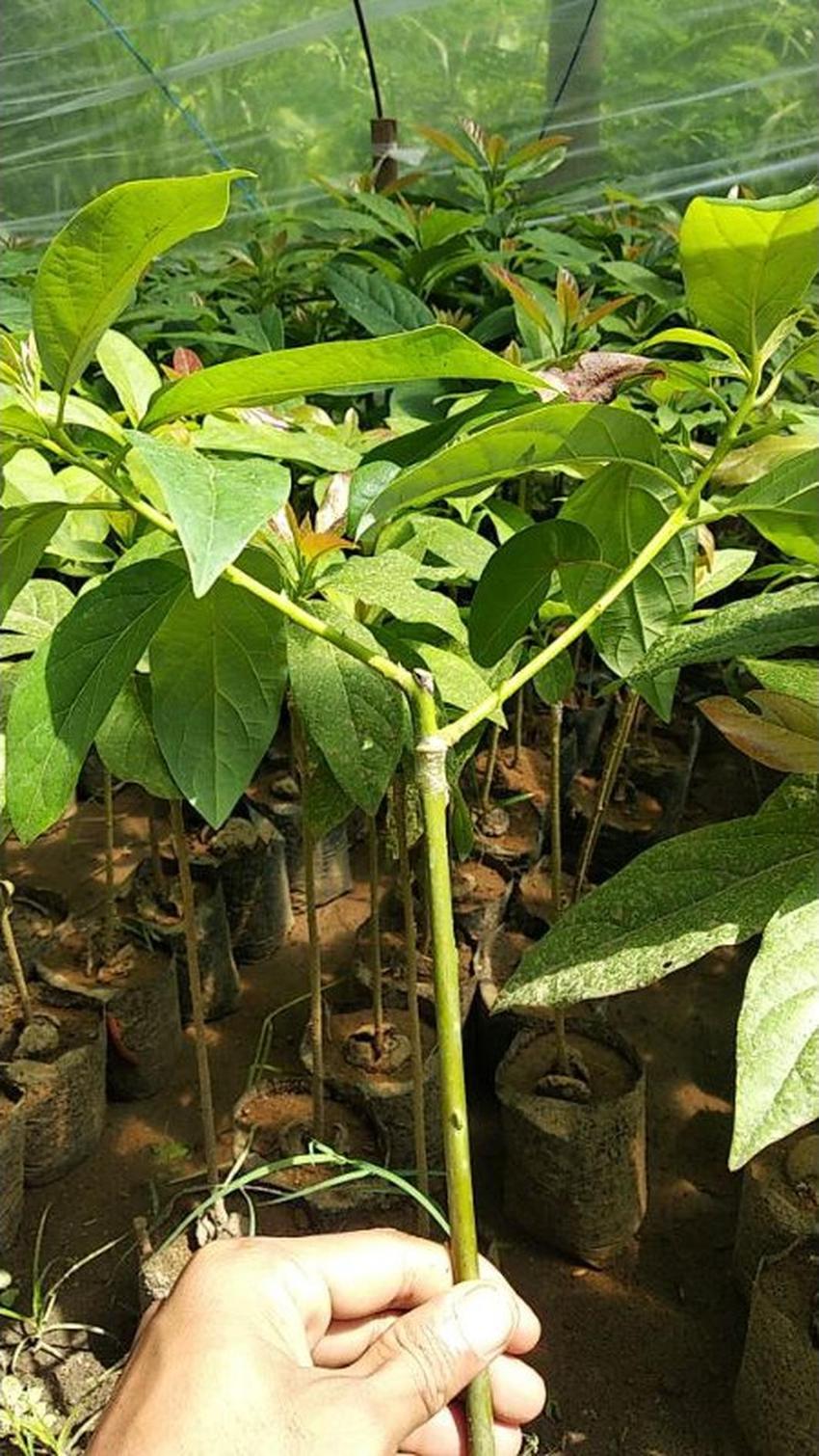 Gambar Produk jual tanaman buah alpukat miki cipedak super quality Musi Rawas Utara