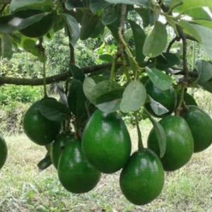 jual tanaman buah alpukat miki cipedak super quality Sawahlunto