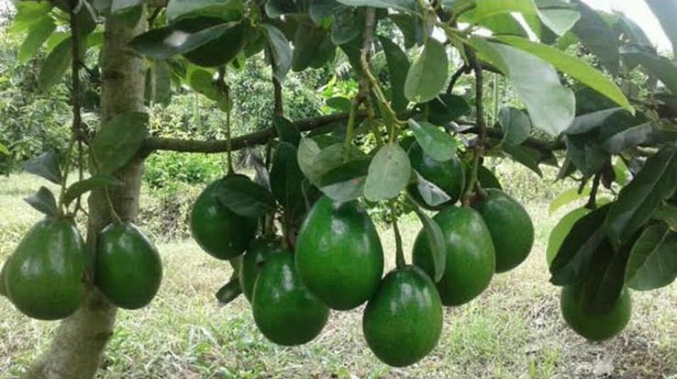 Gambar Produk jual tanaman buah alpukat miki cipedak super quality Sawahlunto