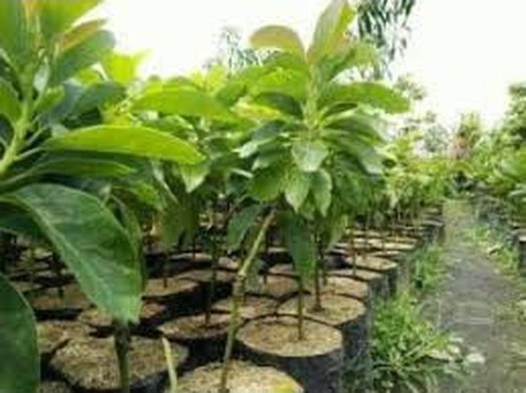Gambar Produk jual tanaman buah alpukat shepard super murah Bengkulu