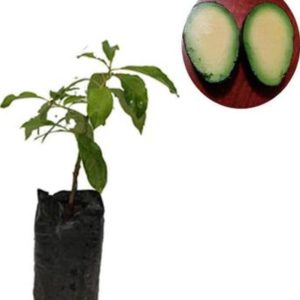 jual tanaman buah alpukat tanpa biji 50cm Bandar Lampung
