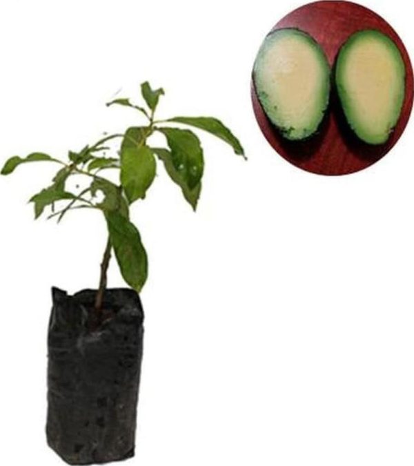 jual tanaman buah alpukat tanpa biji 50cm Bandar Lampung