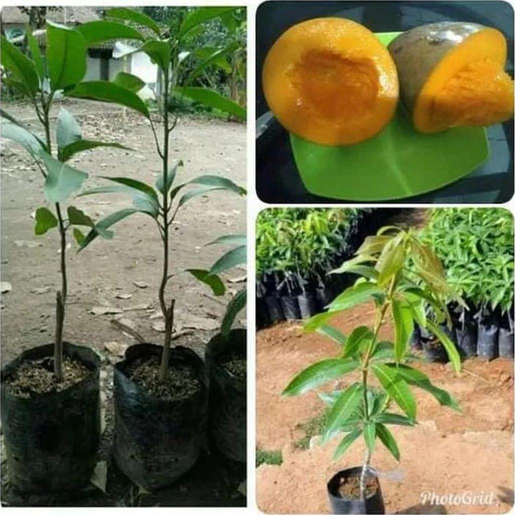 Gambar Produk jual tanaman buah mangga alpukat Minahasa