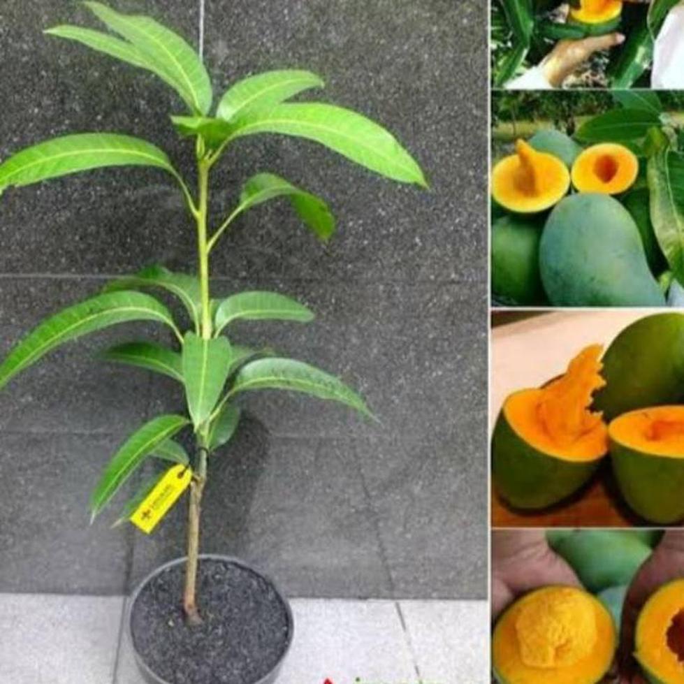Gambar Produk jual tanaman buah mangga alpukat Palembang